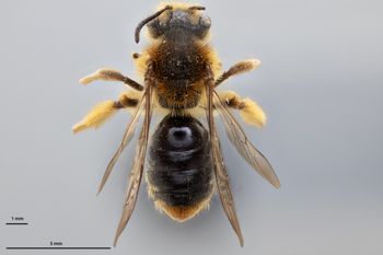 Media type: image;   Entomology 774014 Aspect: habitus dorsal view